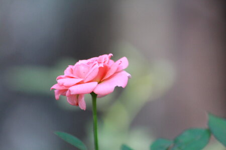 Small Pink Flower
