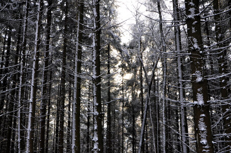 Tall Trees with light in the forest photo