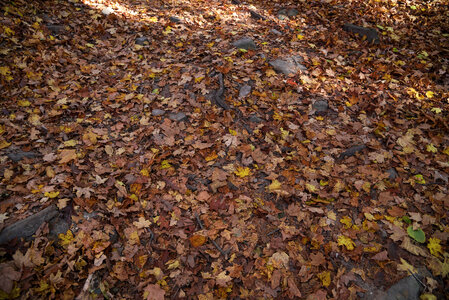Reddish leaves on the forest floor at Pewit's nest, Wisconsin photo