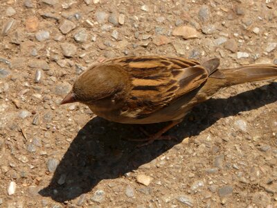 Sparrow bird animal