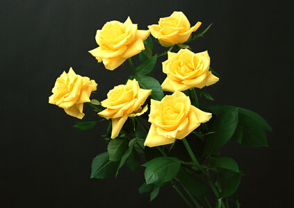 Yellow roses bunch isolated on black background.