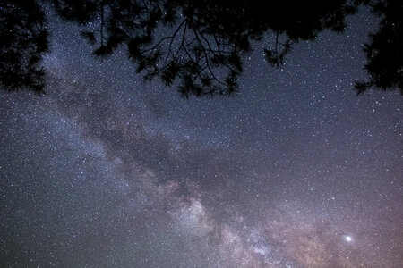 Trees Night Sky photo