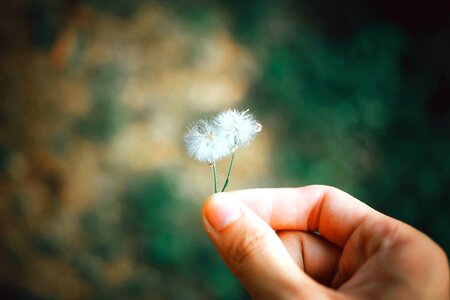 Blossom dandelion finger