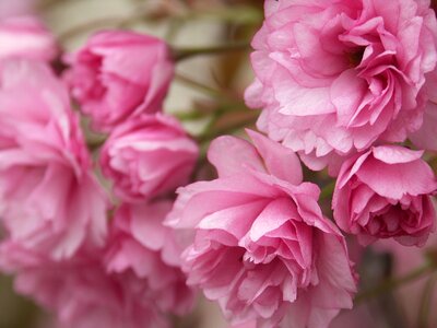 Spring nature plant