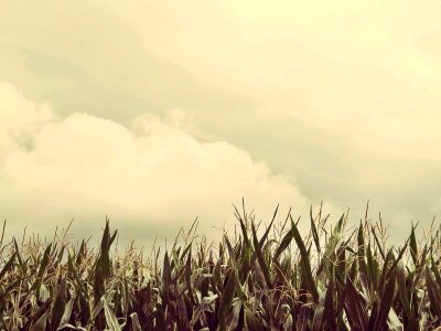 Agriculture corn on the cob summer photo