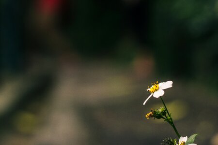 One Single Daisy