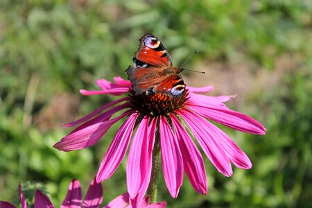 Summer peacock butterfly inachis io