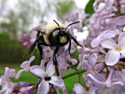 Bee flower honey photo