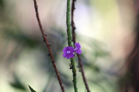 Wild Flower Closeup