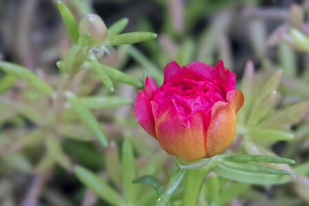 Beautiful beautiful flowers beautiful image