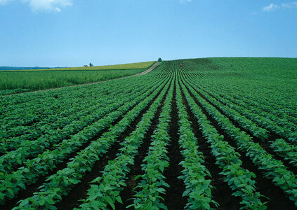 soybean field with rows of soya bean plants