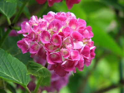 Flower green pink