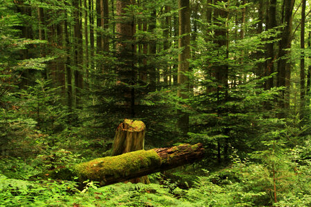 Forest with felled tree in the middle photo