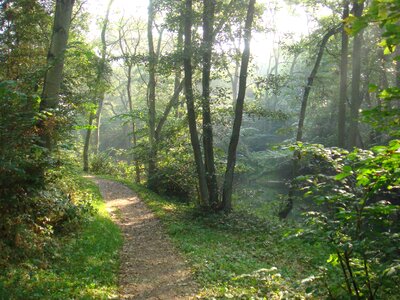Leaves trees forest path