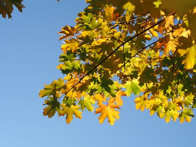 Fall foliage backlighting nature