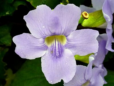 Orchid tropical plant