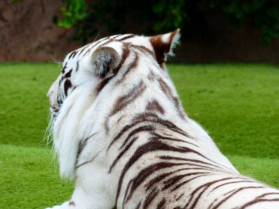 Pattern tiger predator photo