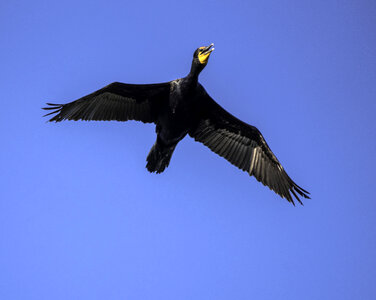 Cormorat in flight