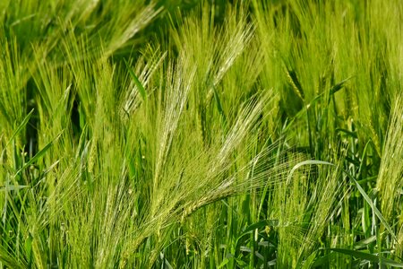 Green Leaves organic wheatfield photo