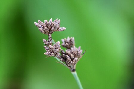 Nature green flowers