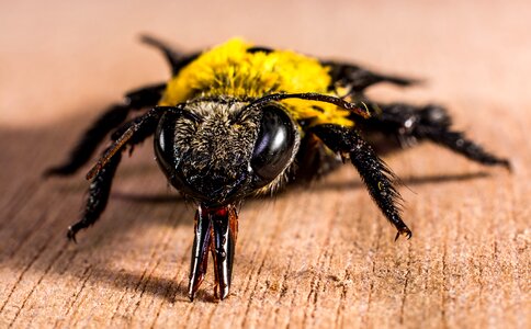 Fly whopper close up photo