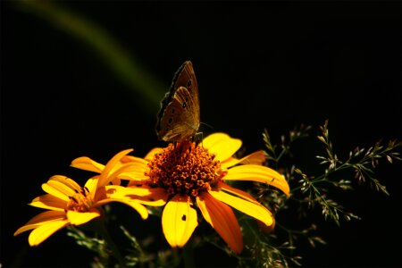 Wing colorful flower photo