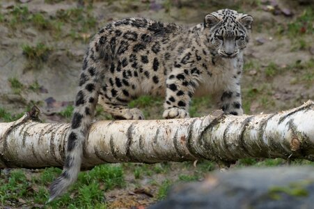 Snow leopard young playful