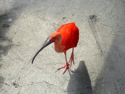 Wings feather wildlife photo