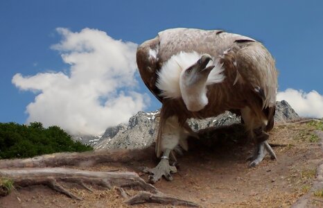 Close up animal portrait scavengers