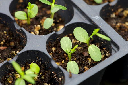 Growing Butterfly Weed-2