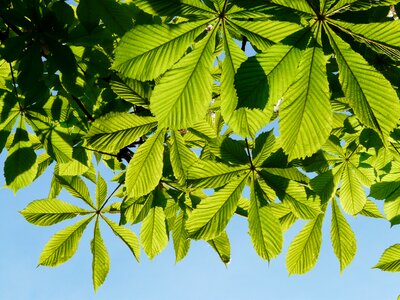 Tree foliage aesthetic