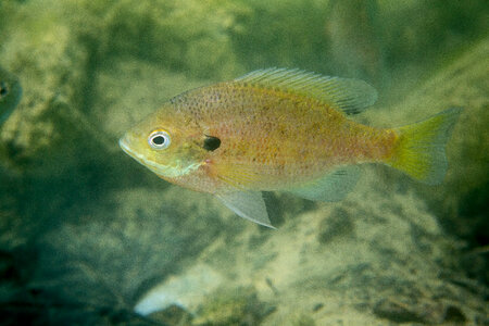 Bluegill on nest-1