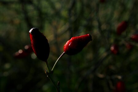 Red nature autumn