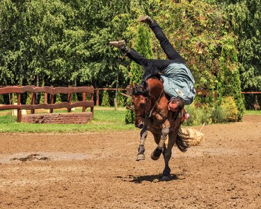 Tradition rodeo gallop
