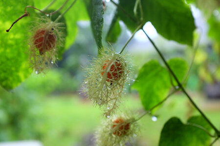 Passiflora foetida Linn thai herb photo