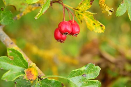 Berry branch diet