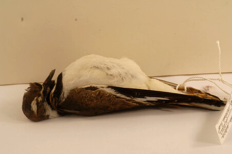 Charadrius vociferus
