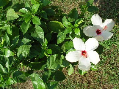 Just beautiful flowers