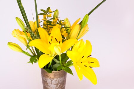 Nature flower blossom