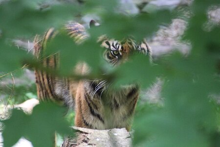 Tiger hide and seek animals