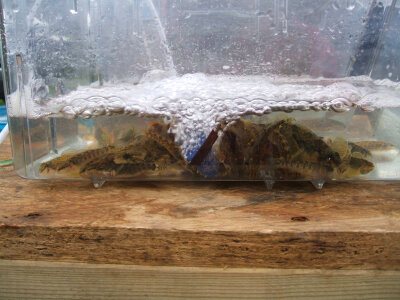 Aquatic habitat tank for investation