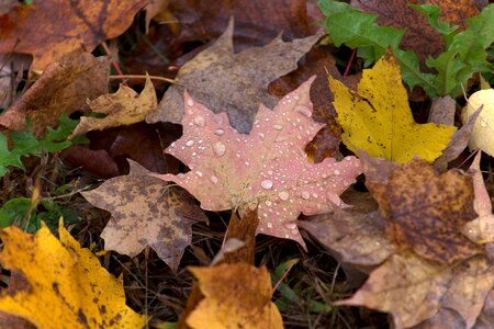 Autumn beautiful photo fall