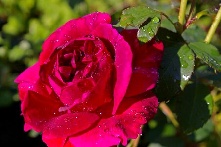 Beautiful beautiful flowers beautiful photo