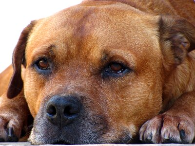 Animal canine beautiful