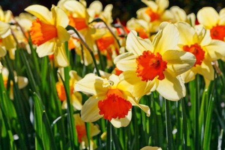 Colorful daffodil daffodils
