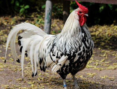 Chickens poultry animal