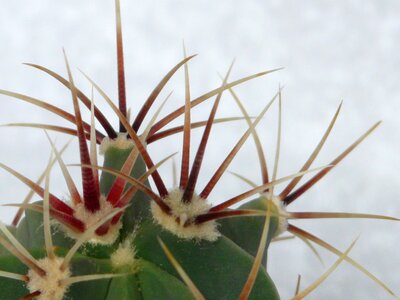 Ferocactus cactus greenhouse cactaceae