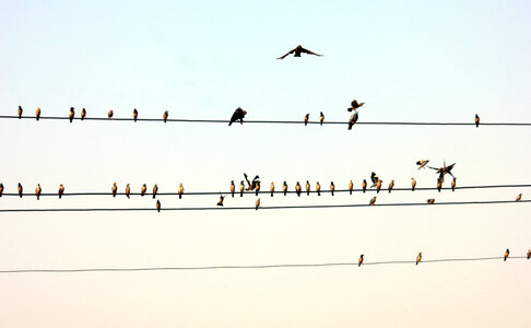 Birds On Electric Wire photo