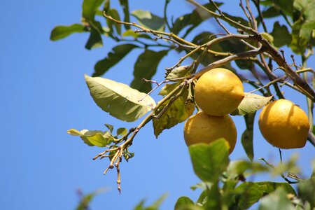 Fruit sour bio