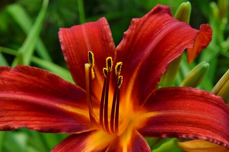 Plant blossom flora